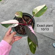 Philodendron 'Pink Princess'