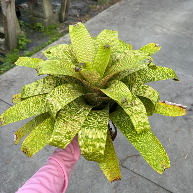 Vriesea fenestralis