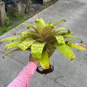 Vriesea fenestralis