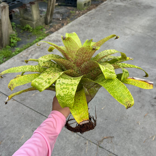 Vriesea fenestralis