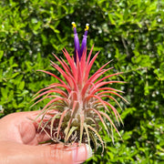 Tillandsia 'Veronica's Gem'