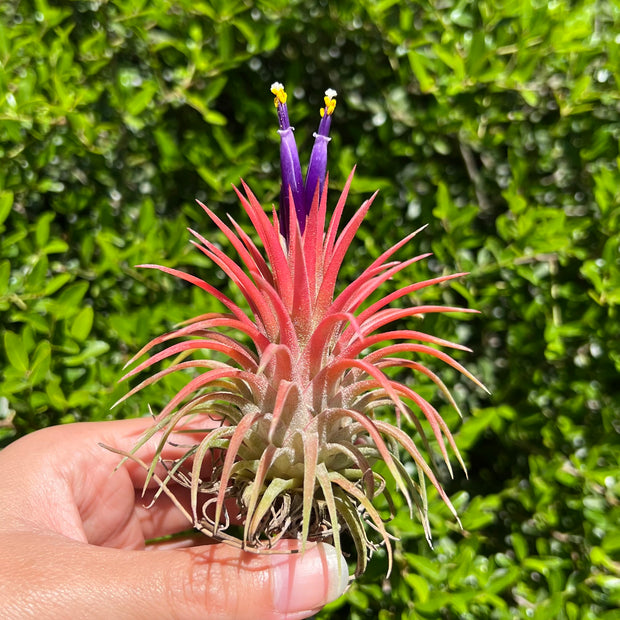 Tillandsia 'Veronica's Gem'