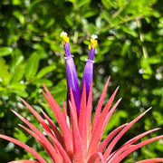 Tillandsia 'Veronica's Gem'