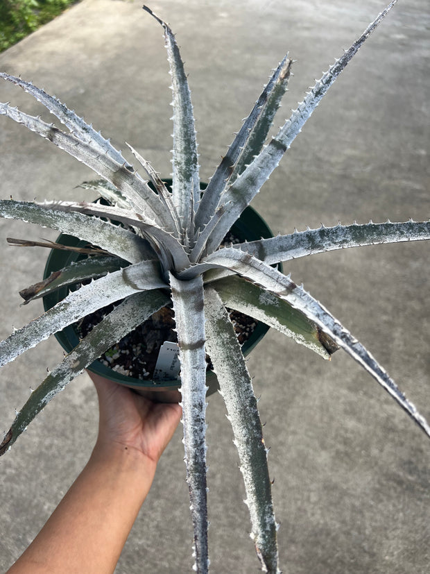 Dyckia 'Silver Back'