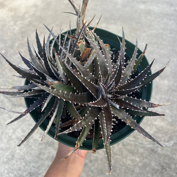 Dyckia 'Ruby Snow'