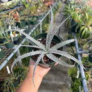 Dyckia delicata x 'T-Rex'