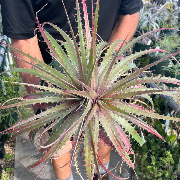 Dyckia delicata x Deuterocohnia brevispicata