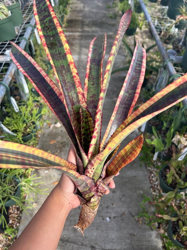 Neoregelia 'Magnificent'