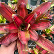 Neoregelia 'Meltdown'