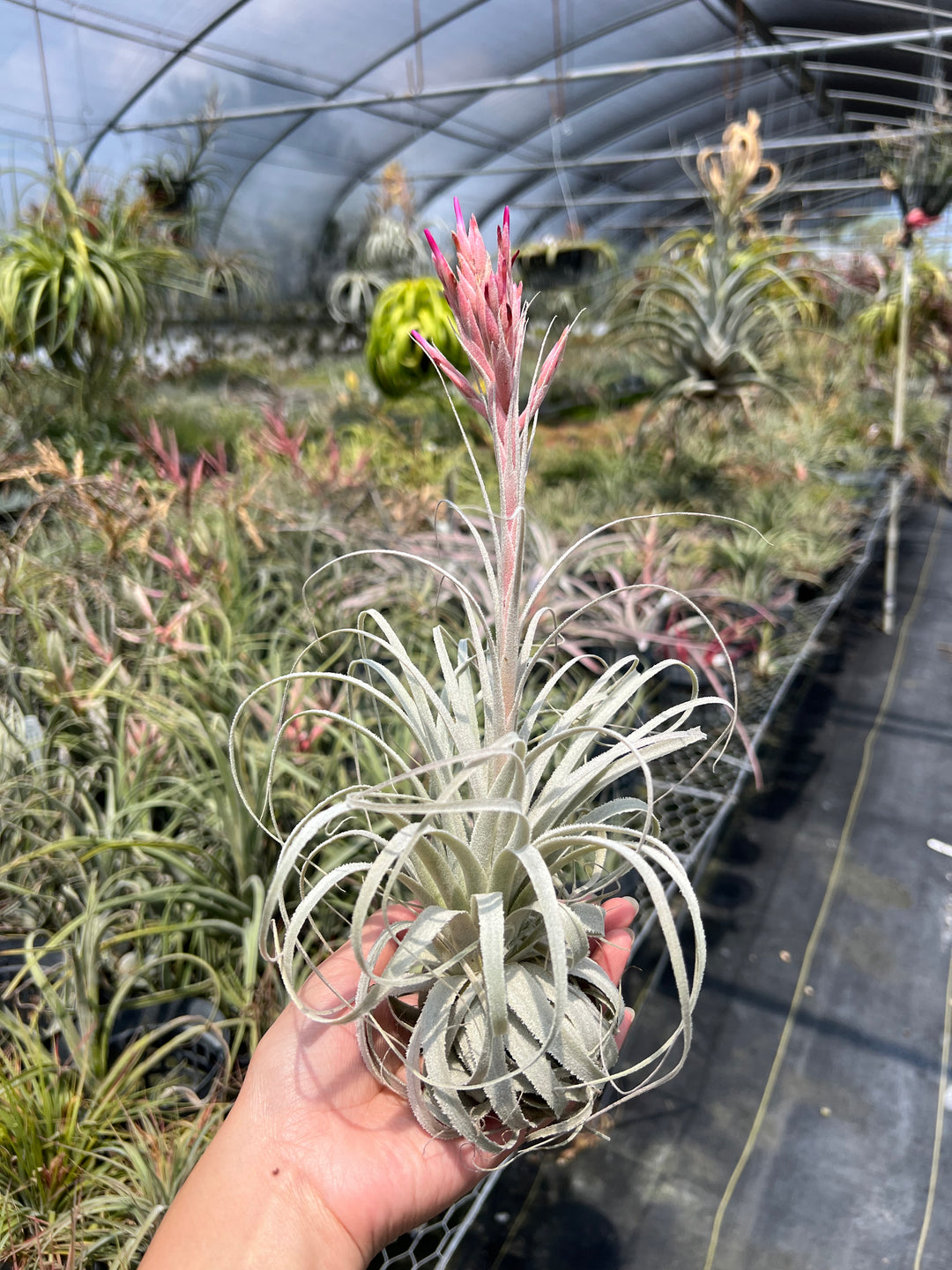 Tillandsia chapeuensis – Tropiflora