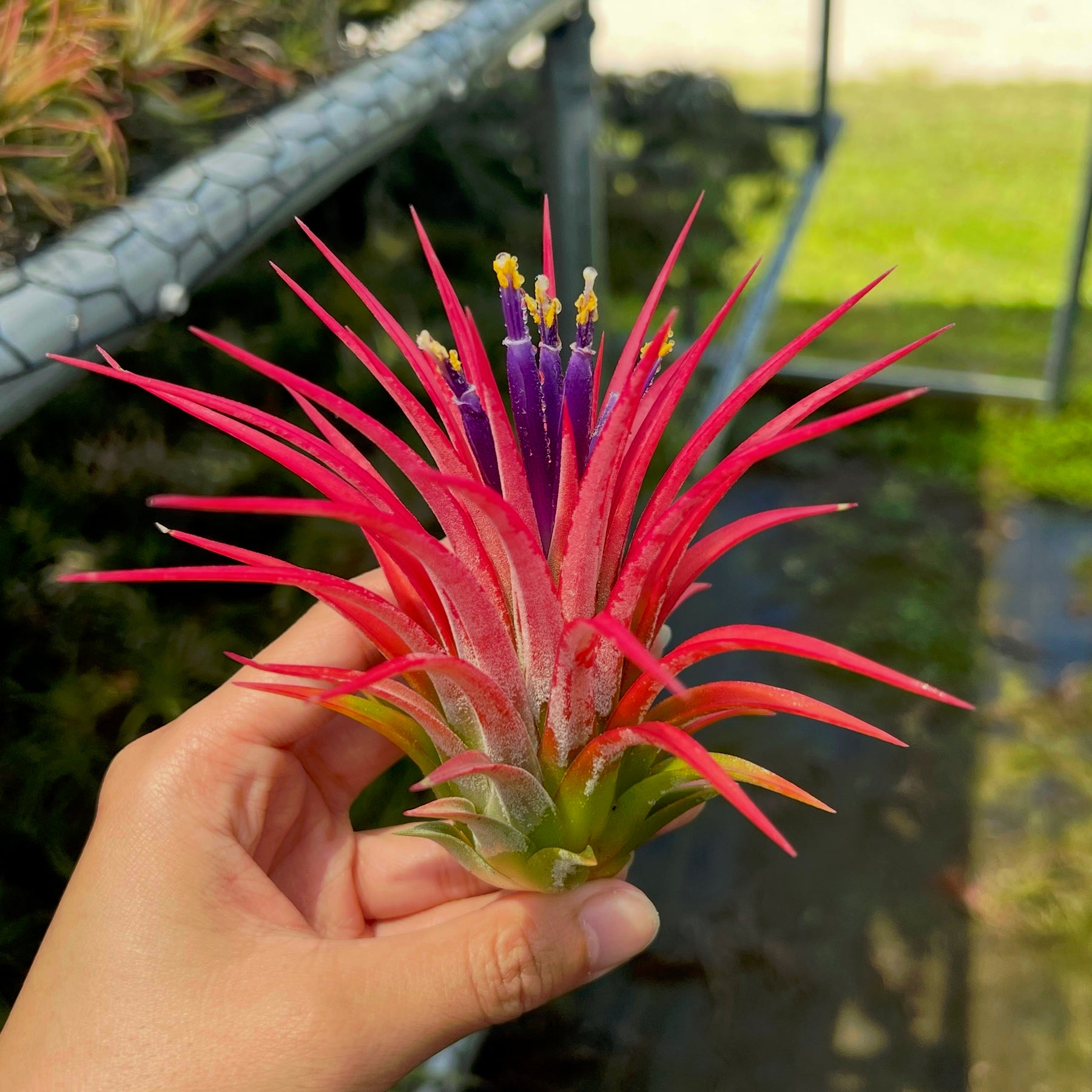 Tillandsia ionantha maxima 'Huamelula' – Tropiflora