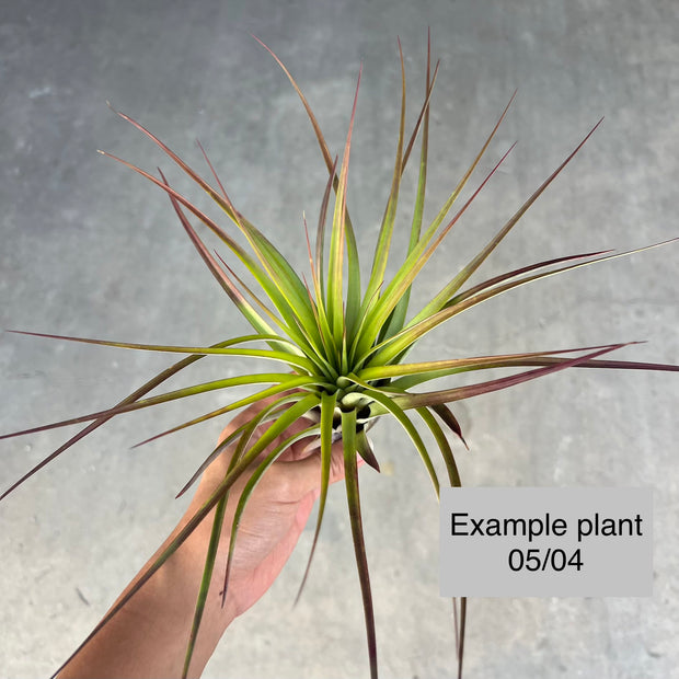 Tillandsia rhomboidea – Tropiflora