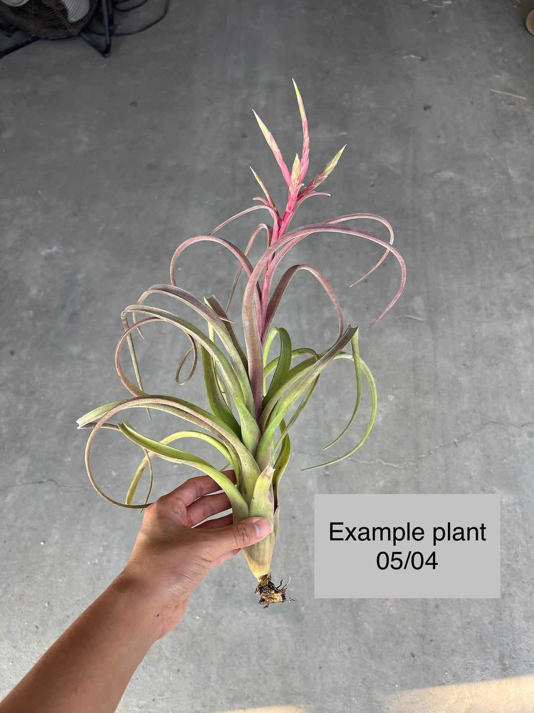 Tillandsia 'Asombroso' – Tropiflora