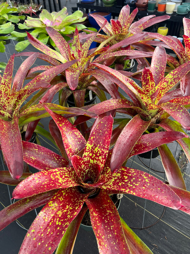 Neoregelia 'Lava'