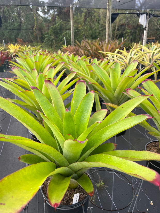 Neoregelia cruenta 'Sun King'