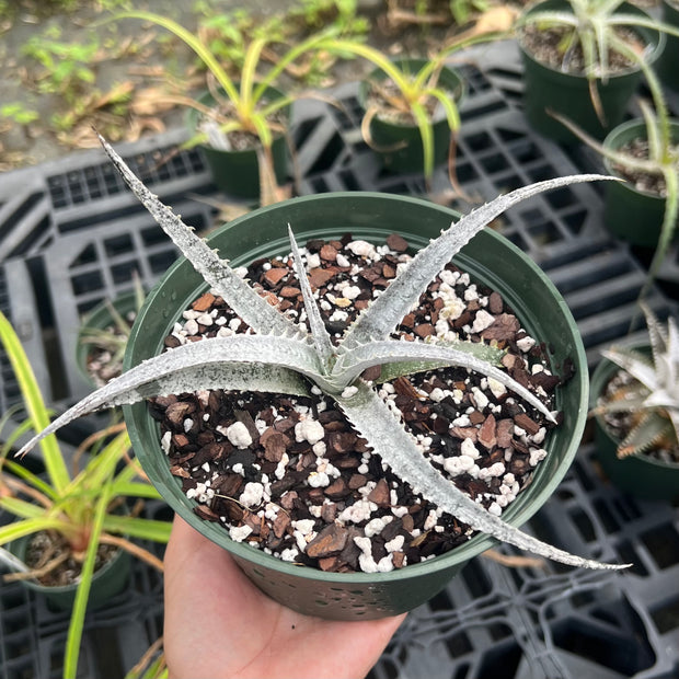 Dyckia 'Avalanche'