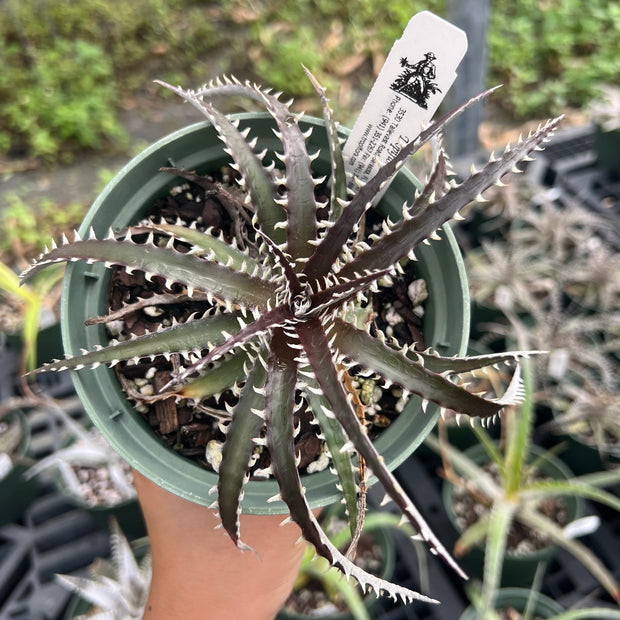 Dyckia 'Arizona' f2 Clone #1