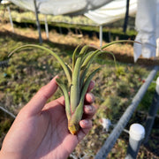 Tillandsia turquinensis