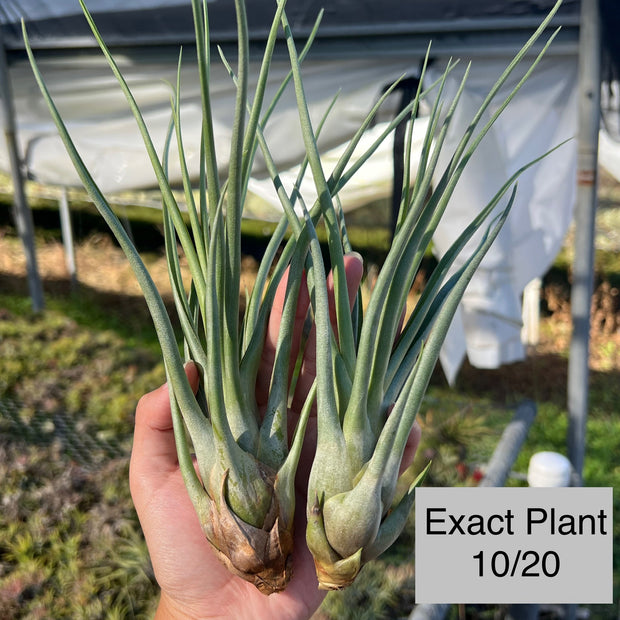 Tillandsia 'Abaco Snow'