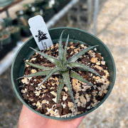 Dyckia goehringii Red
