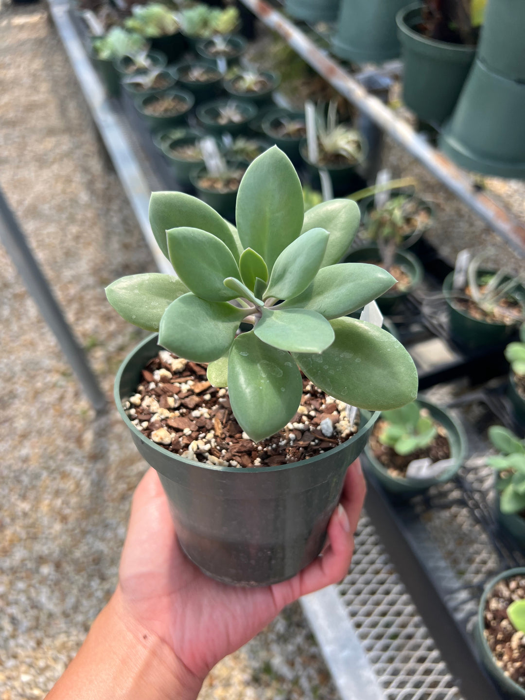 Senecio galpinii – Tropiflora