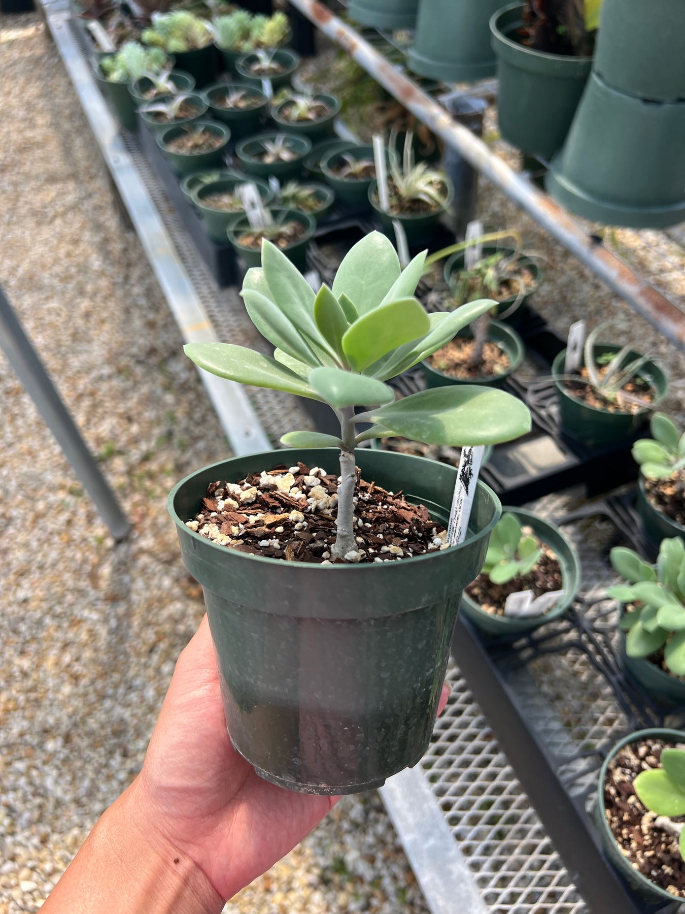 Senecio galpinii – Tropiflora