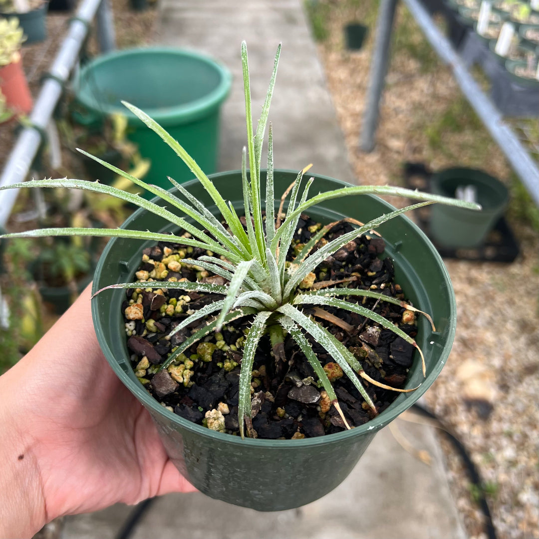 Sincoraea rafaelii シンコラエア　ラファエリー Sincoraea rafaelii – Tropiflora