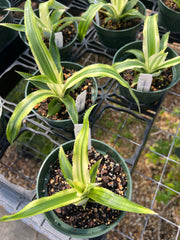 Ananas bracteatus albomarginated