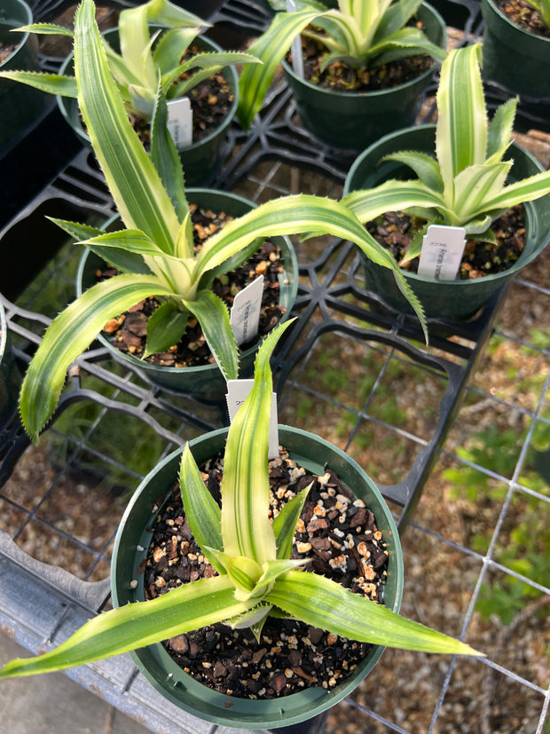 Ananas bracteatus albomarginated