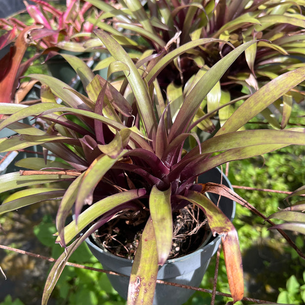 Vriesea sucrei x bleherae