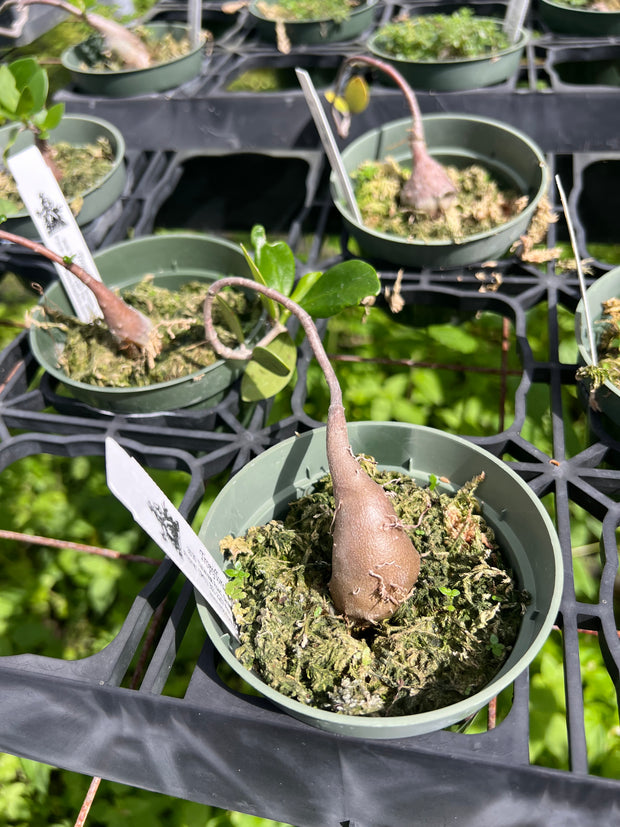 Hydnophytum moseleyanum SEL 1984-0154