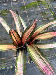 Neoregelia 'Pulsar'