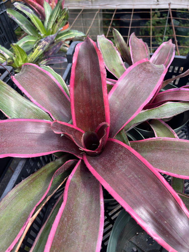 Neoregelia 'Chester'