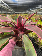 Neoregelia 'Chester'