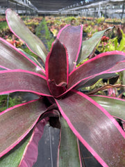 Neoregelia 'Chester'