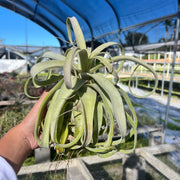 Tillandsia 'Green Goblin'