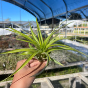 Tillandsia 'Enchanted'