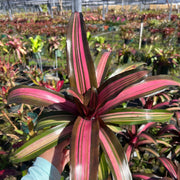 Neoregelia 'Pink on Black'