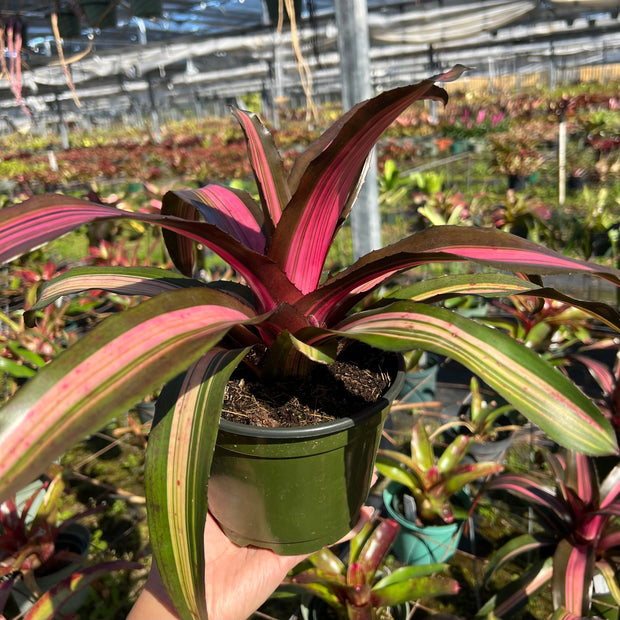 Neoregelia 'Pink on Black'