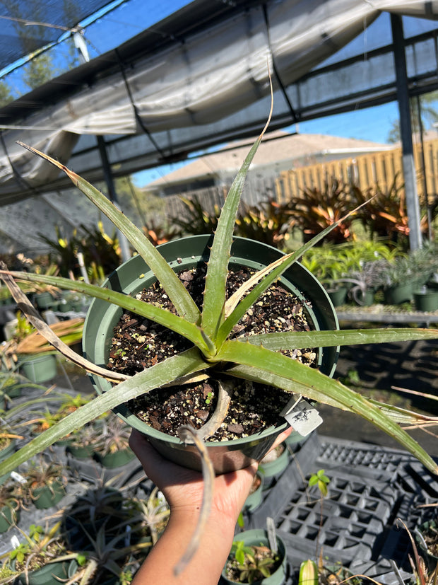 Dyckia floribunda