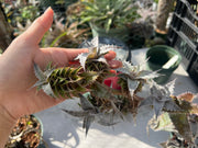 Orthophytum 'S'more'