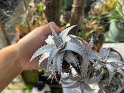 Orthophytum ‘Silver Lining’