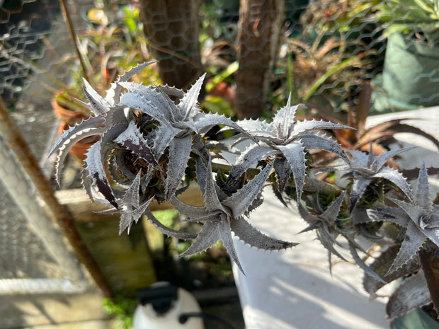 Orthophytum ‘Silver Lining’