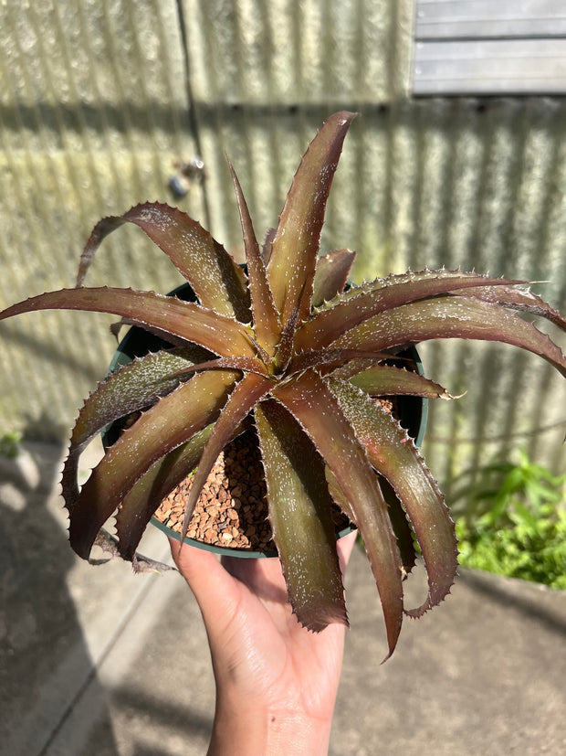 Orthophytum ‘Spontaneous Combustion’