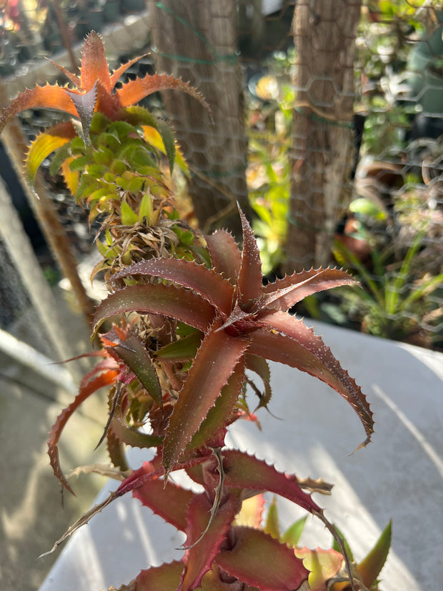 Orthophytum ‘Spontaneous Combustion’