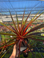 x Sincoregelia 'Supernova'