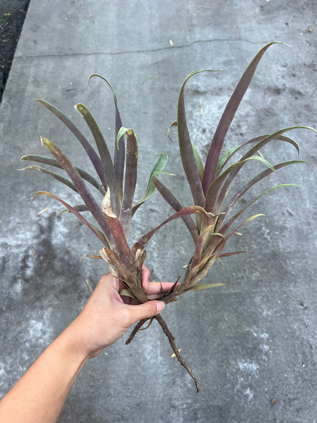 Tillandsia krukoffiana