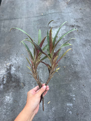 Tillandsia krukoffiana