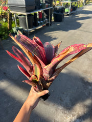 Neoregelia 'Highlander'