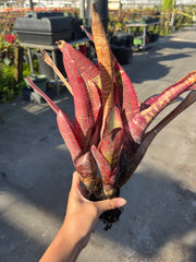 Neoregelia 'Highlander'